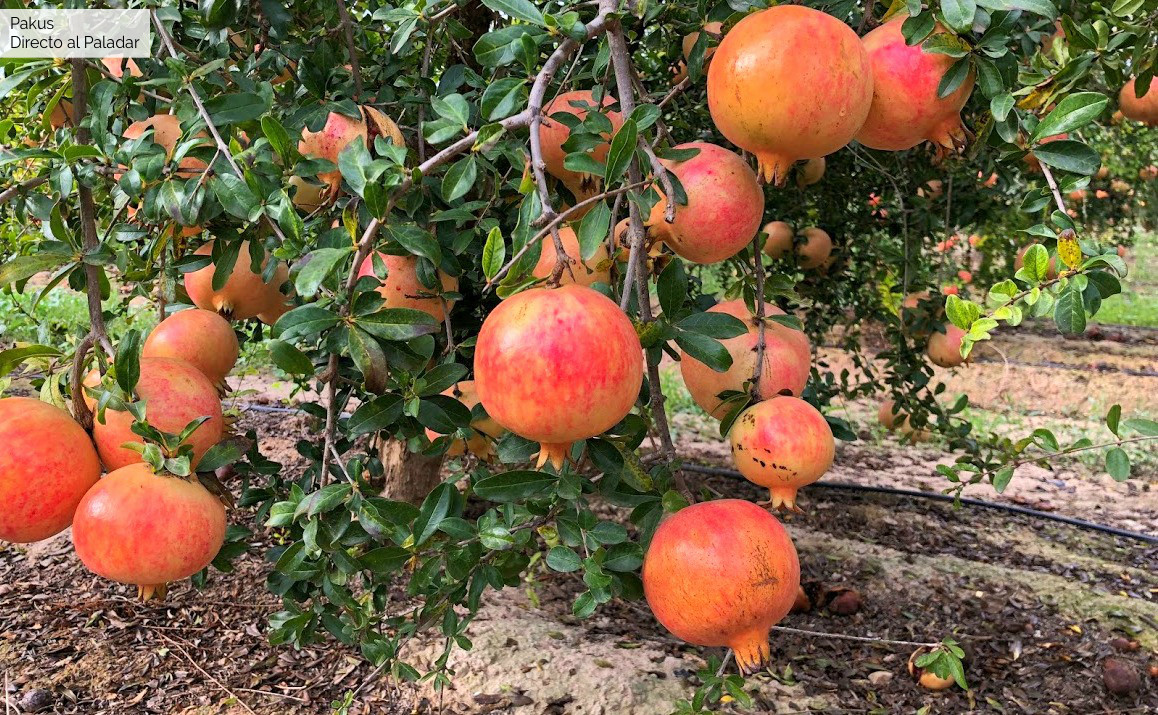 ¿Cómo cultivar granadas?