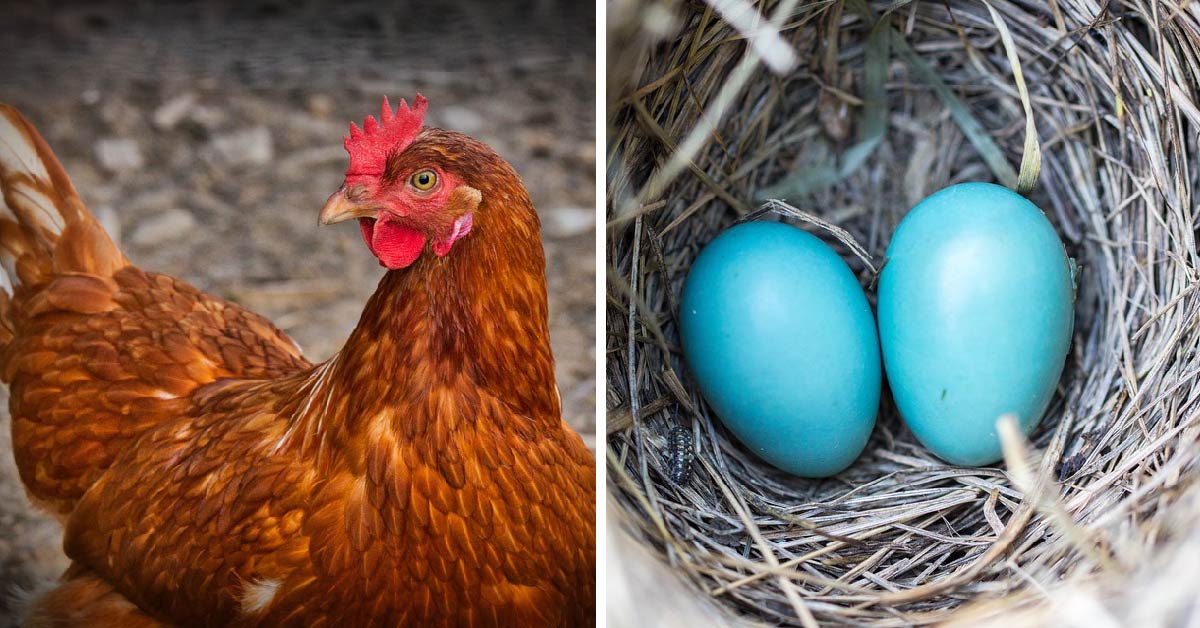 Huevos azules,¿brujería o realidad?