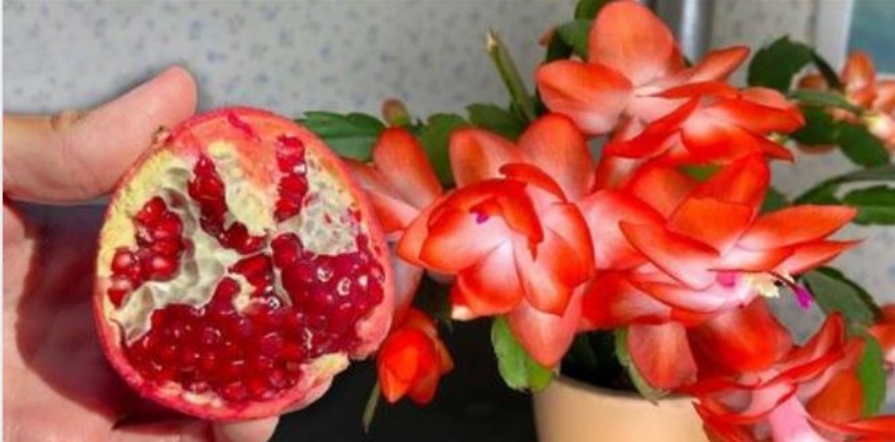 Como lograr que tus plantas tengan flores