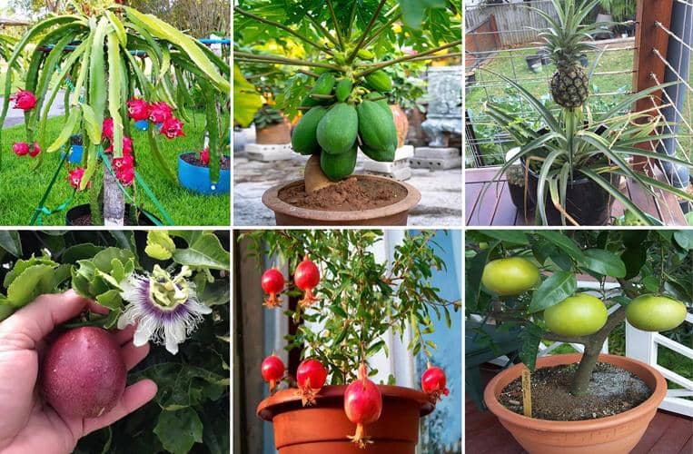 Frutas tropicales que cultivar en casa