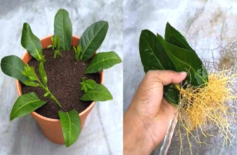 Cómo cultivar Limón y otros Cítricos a partir de hojas