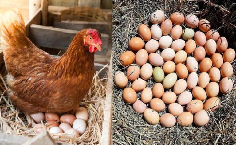 Consejos para que tu gallina ponga más huevos