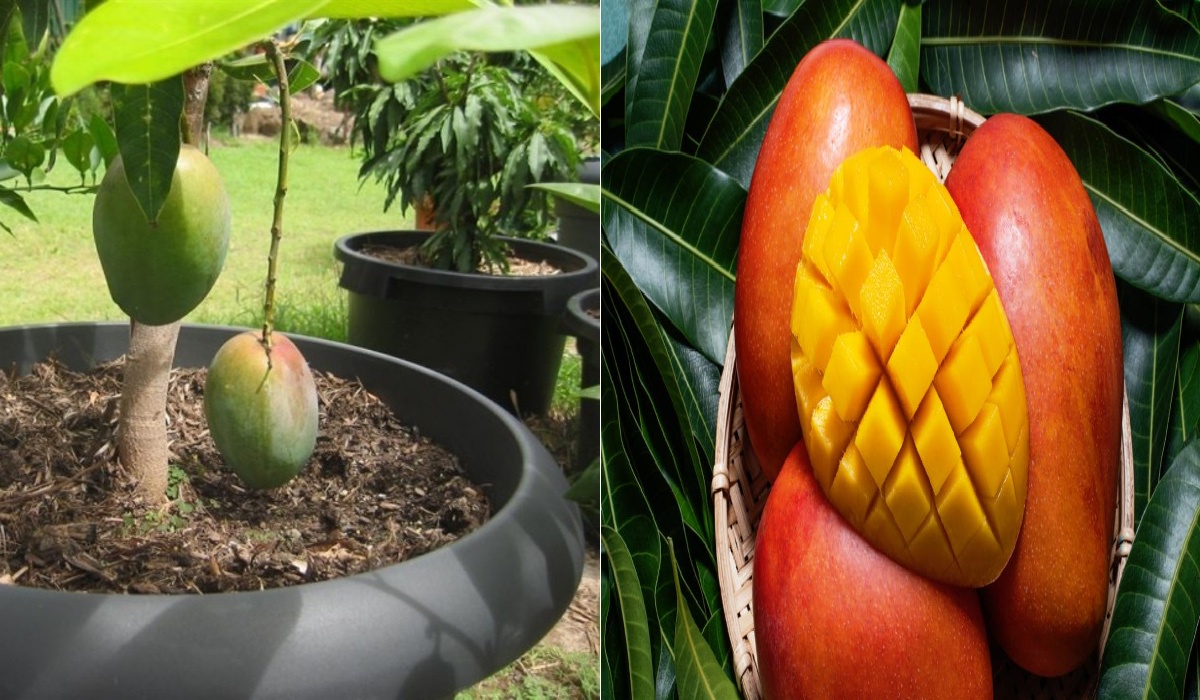 Cómo cultivar mango en maceta en casa: guía completa para que crezca rápido y dé frutos