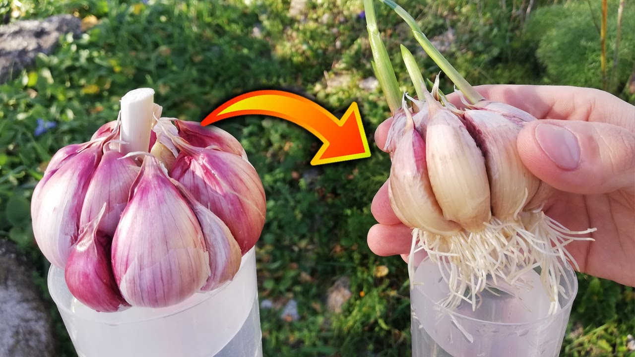 Cultivo de ajo y sus cuidados