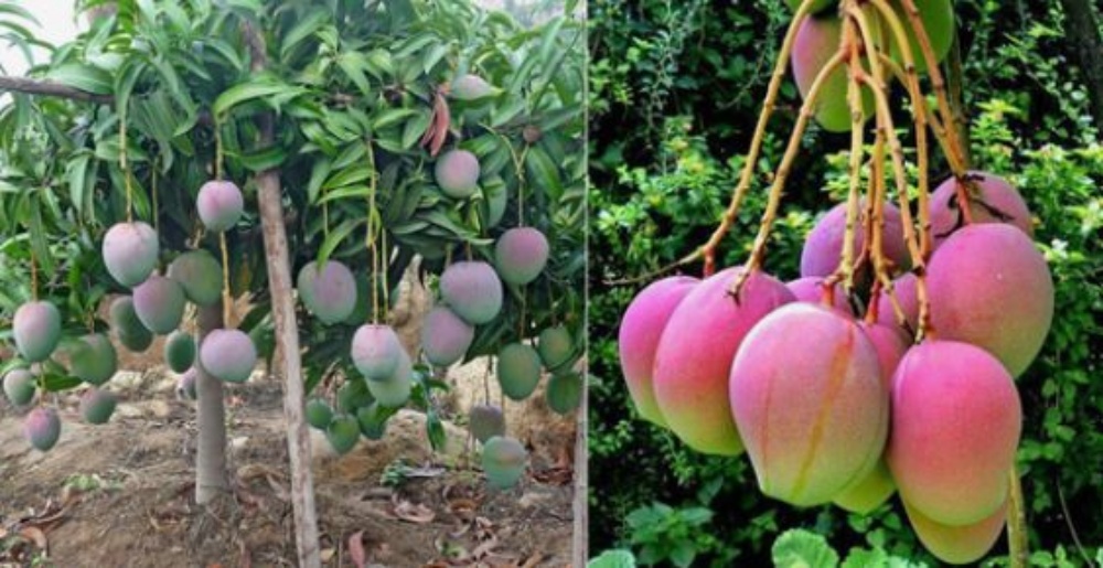 Cómo plantar mango en casa