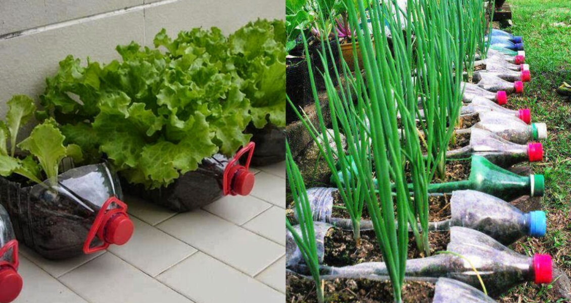 10 Alimentos para plantar en botellas de plástico