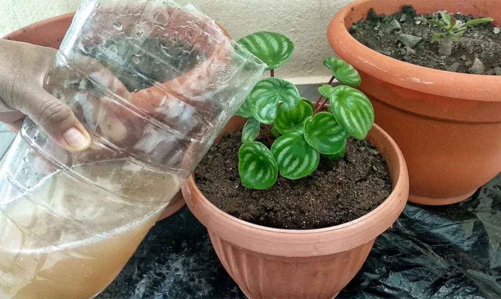 Cómo preparar agua de vitamina para tus plantas! Crecerán hermosas