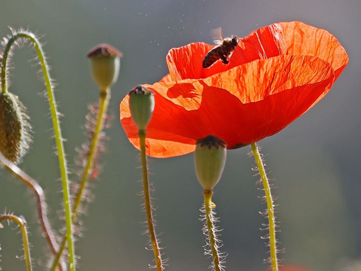 10 plantas que no pueden faltar en tu hogar