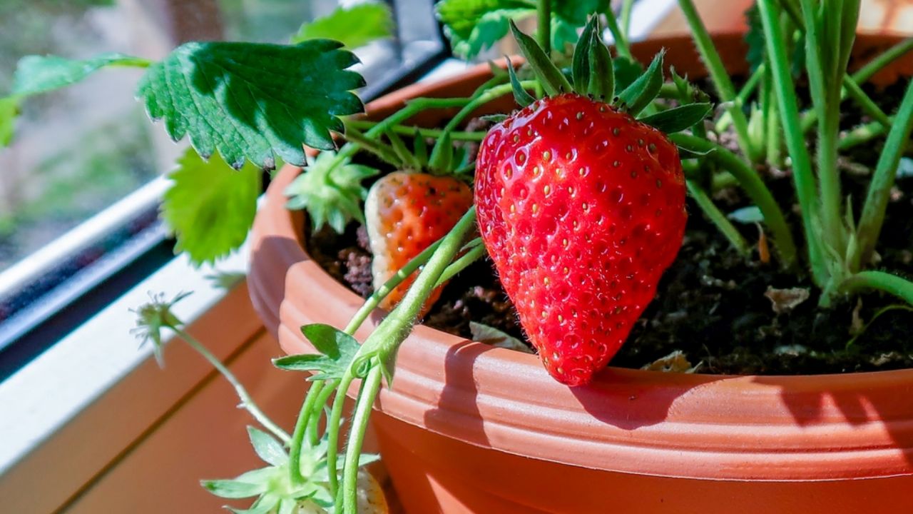 La mejor manera de plantar fresas en casa