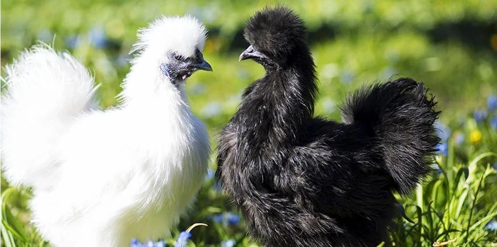 Gallina: 5 tipos de razas