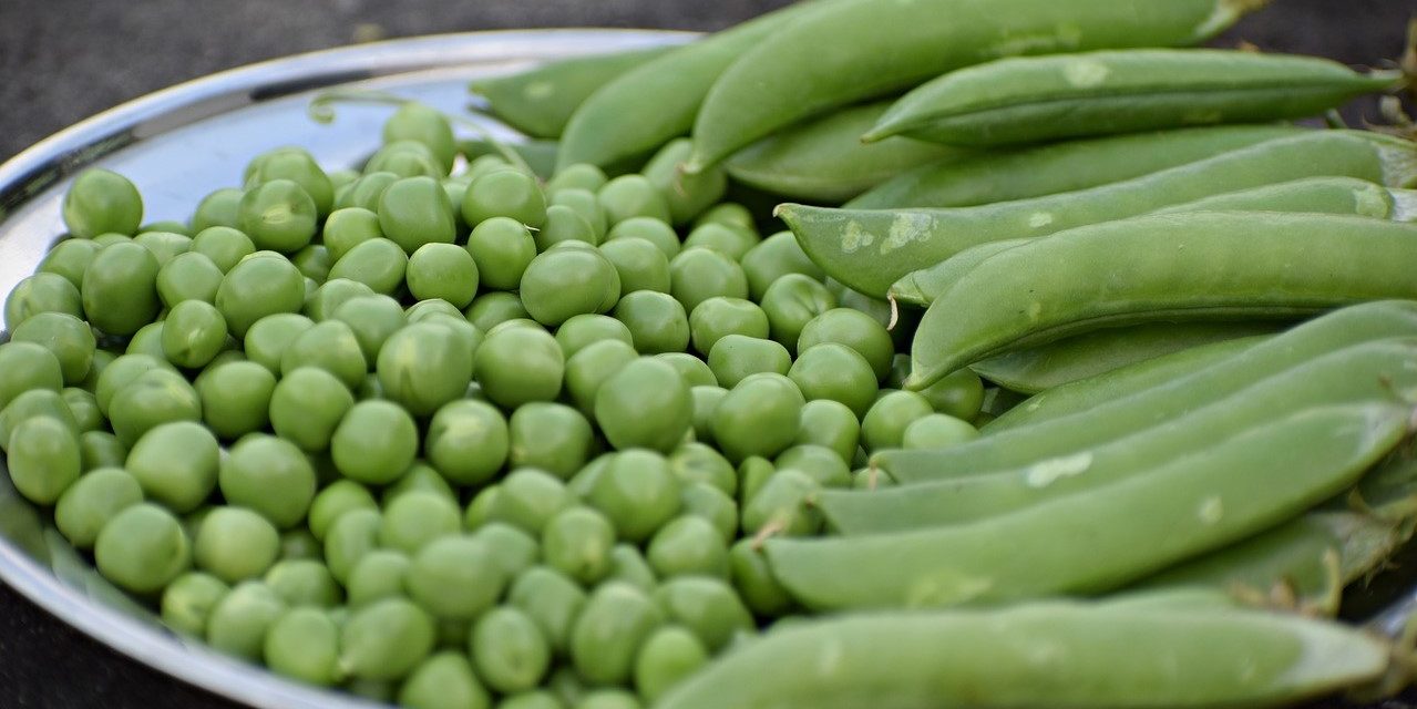 El guisante: cultivo, usos, beneficios