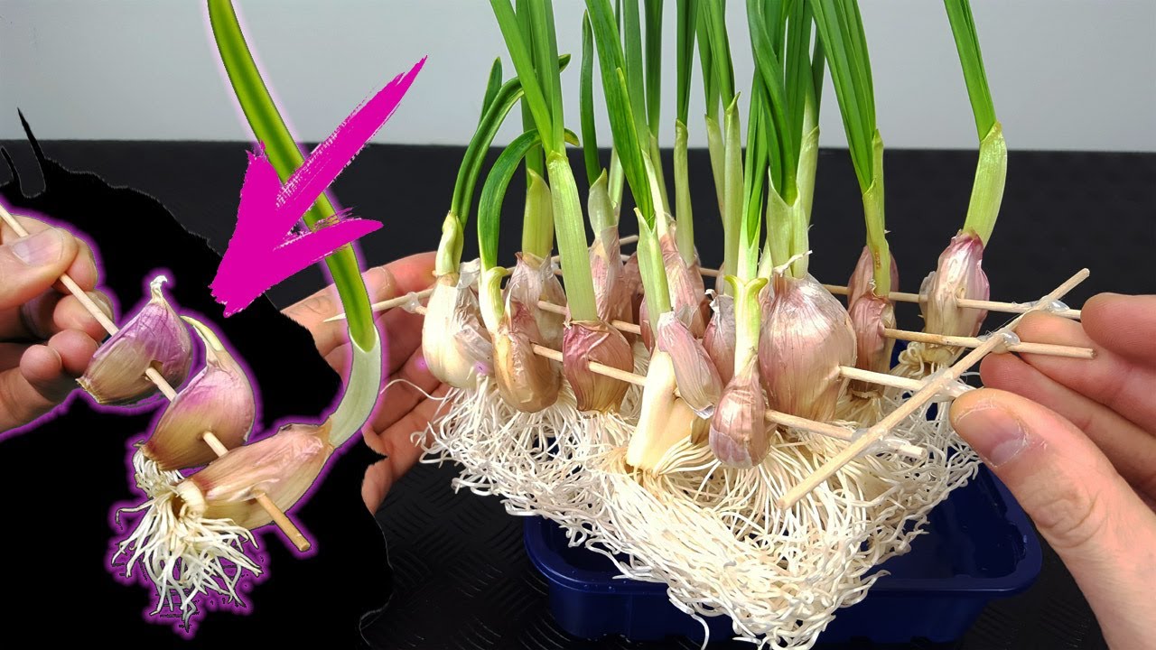 ¿Cómo cultivar ajos?
