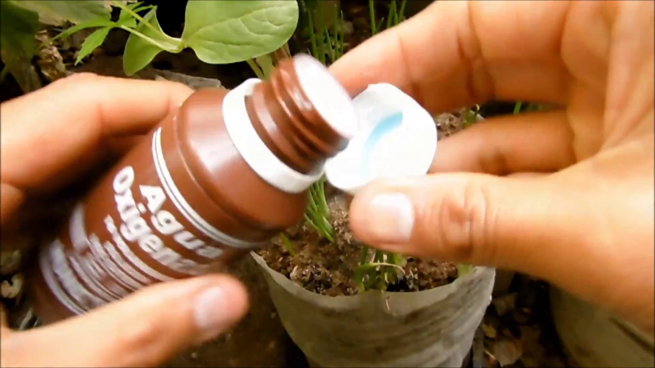Como usar el  peróxido para restaurar tus plantas