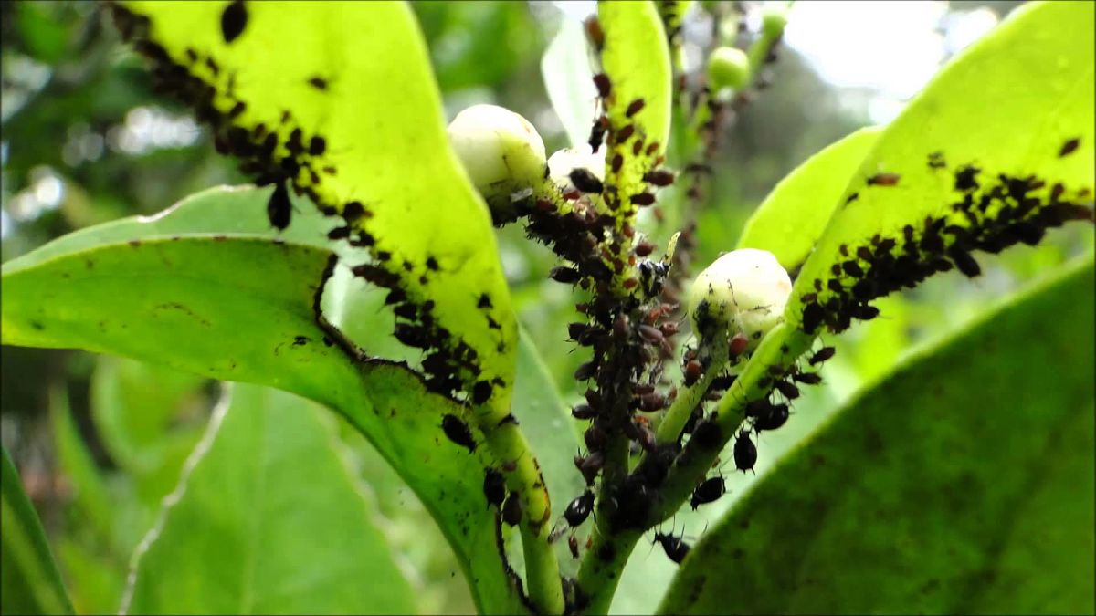 Plantas con plagas más comunes y cómo evitarlas