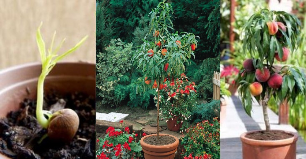 Consejos para cultivar melocotoneros en macetas