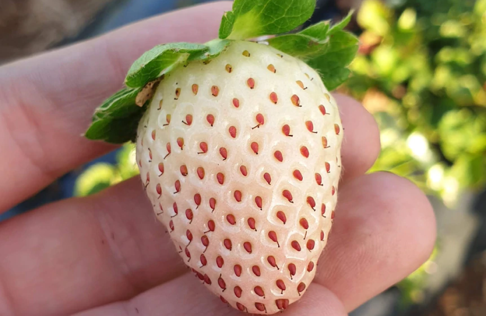 Frutas poco conocidas y con excelentes propiedades