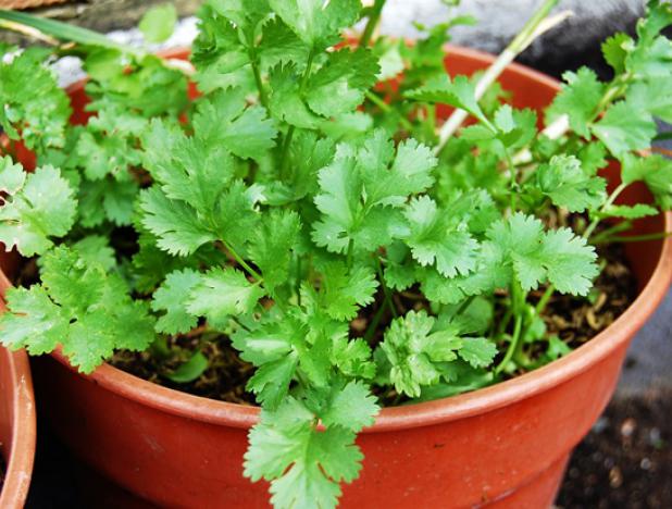 Cultivo de cilantro