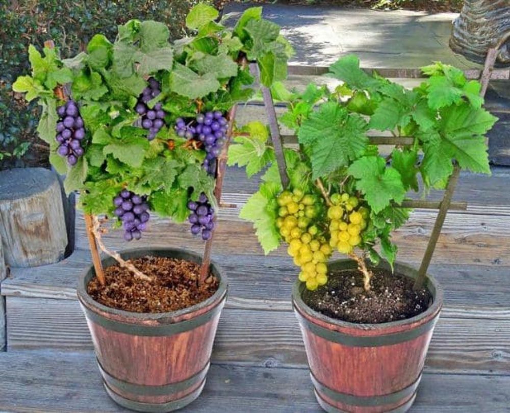 Cómo cultivar uvas