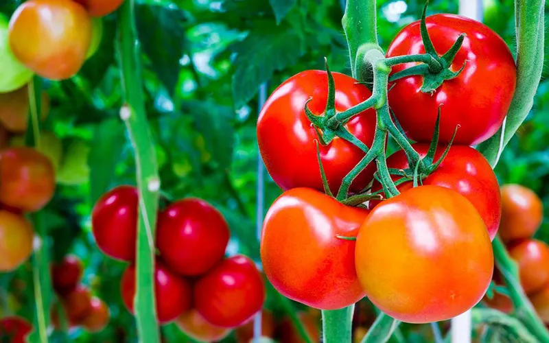 ¿Cuánto tarda en crecer un tomate?