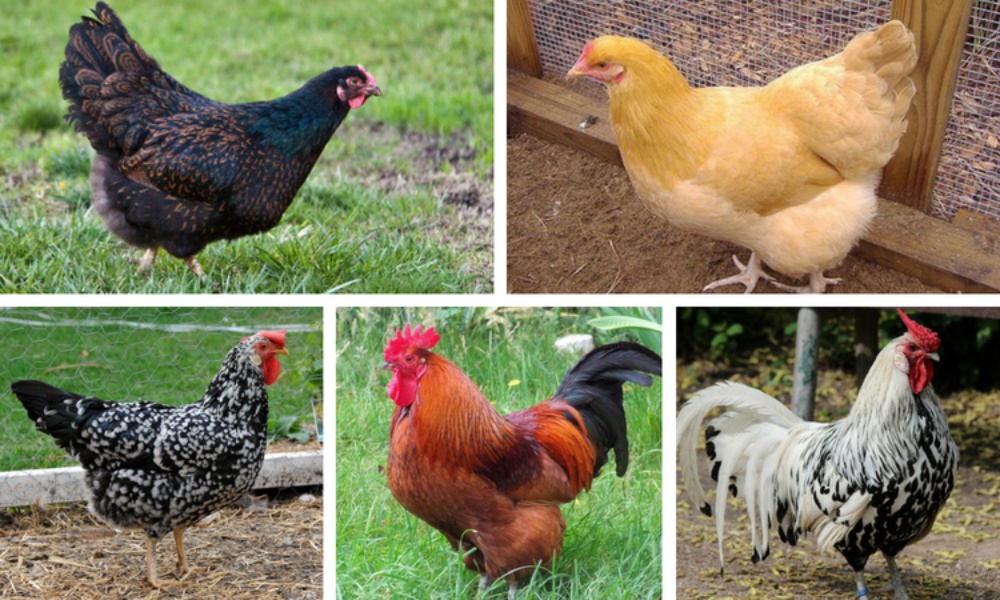 Las razas de gallina que ponen mas huevos