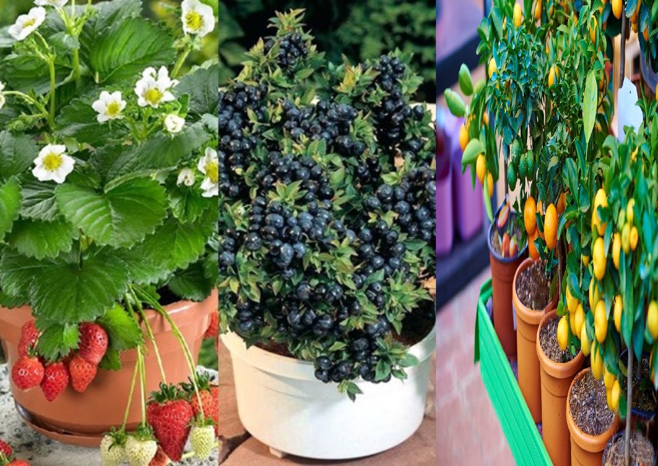 Las mejores opciones de frutas para cultivar en macetas