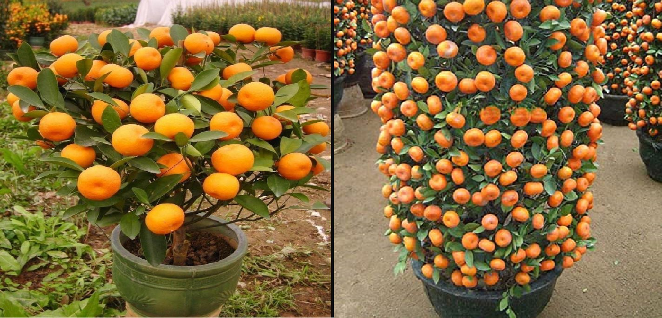 ¿Cómo cultivar mandarinas en una maceta?
