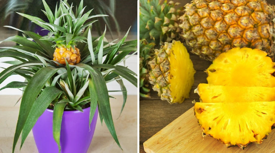 Guía Completa para Cultivar Piñas: Paso a Paso