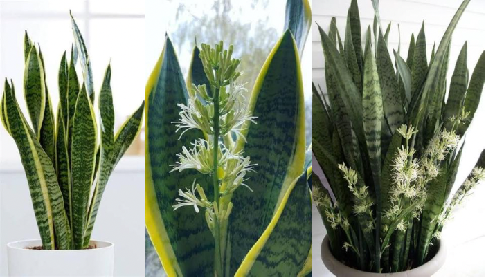 Cómo hacer que florezca una sansevieria o lengua de suegra