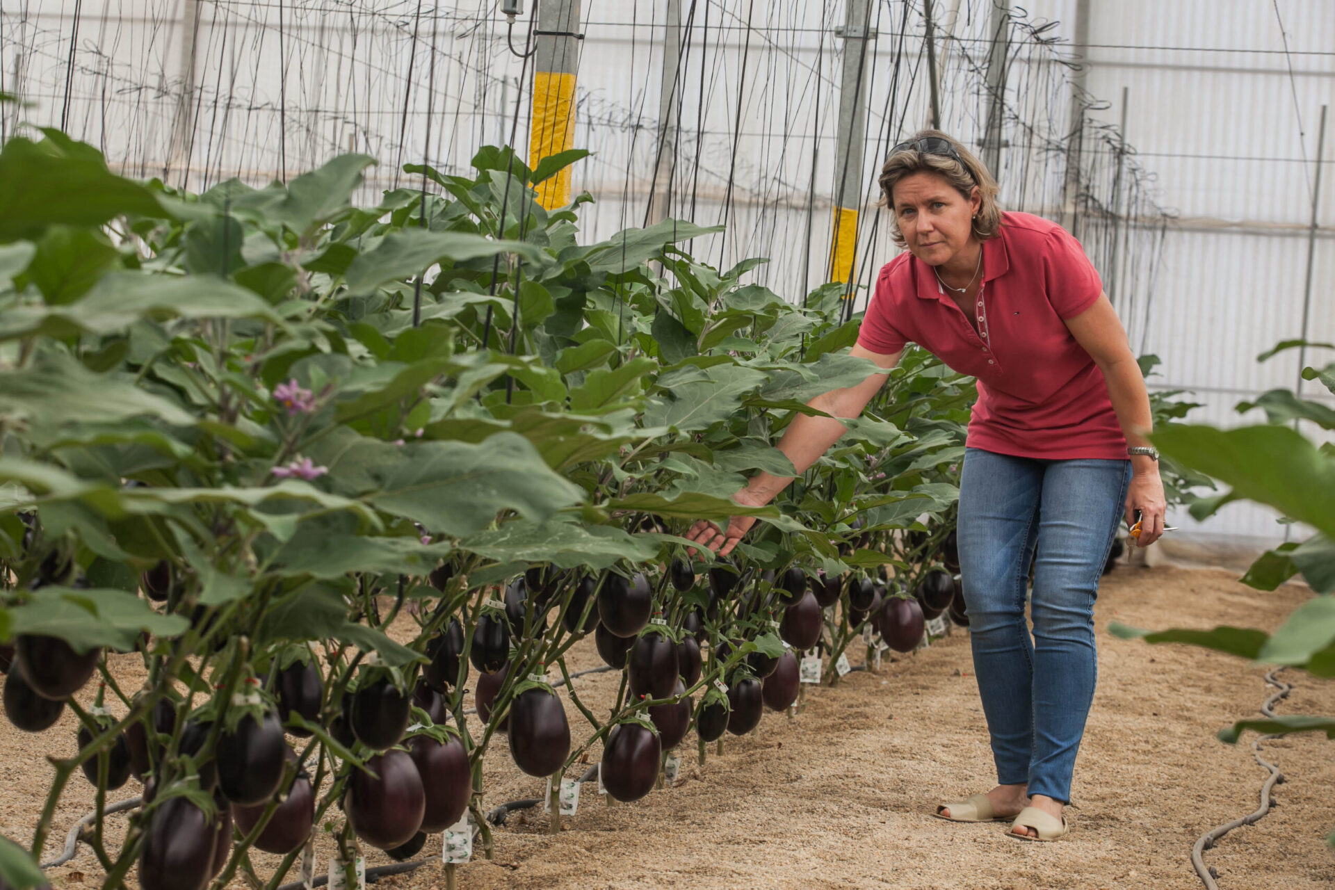 Cómo cultivar berenjena en el Huerto Paso a Paso