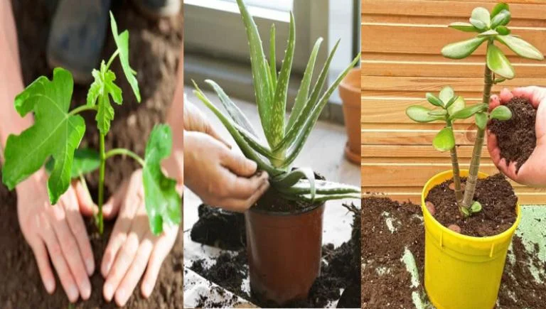 Cómo evitar que una planta se marchite luego de trasplantarla