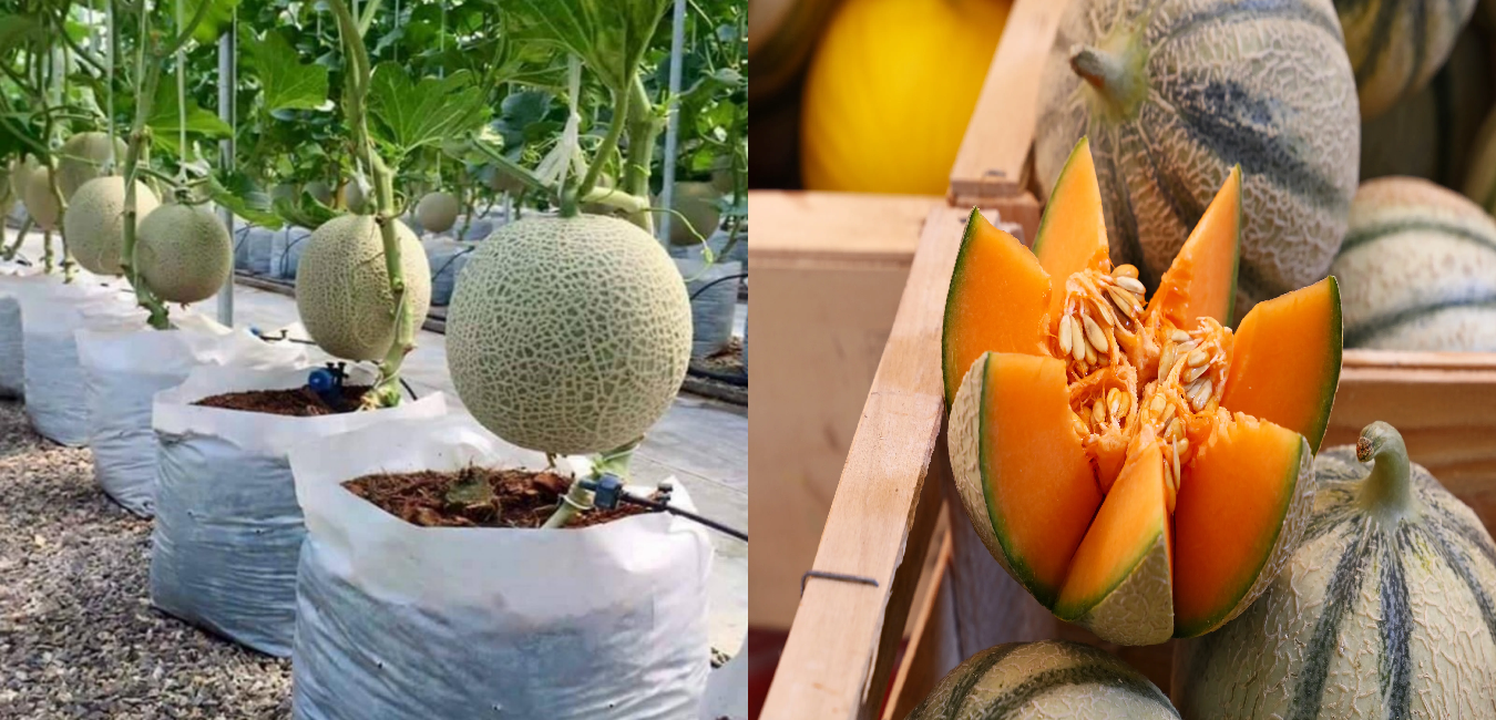 Aprende a plantar melón en casa en macetas paso a paso.