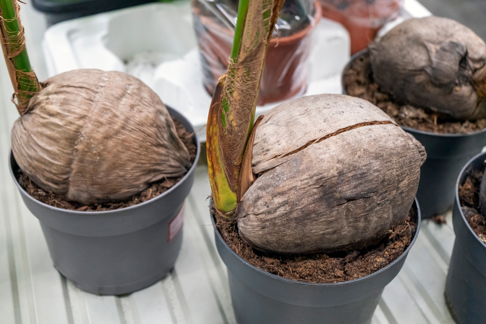Coco enano, Como plantar en macetas