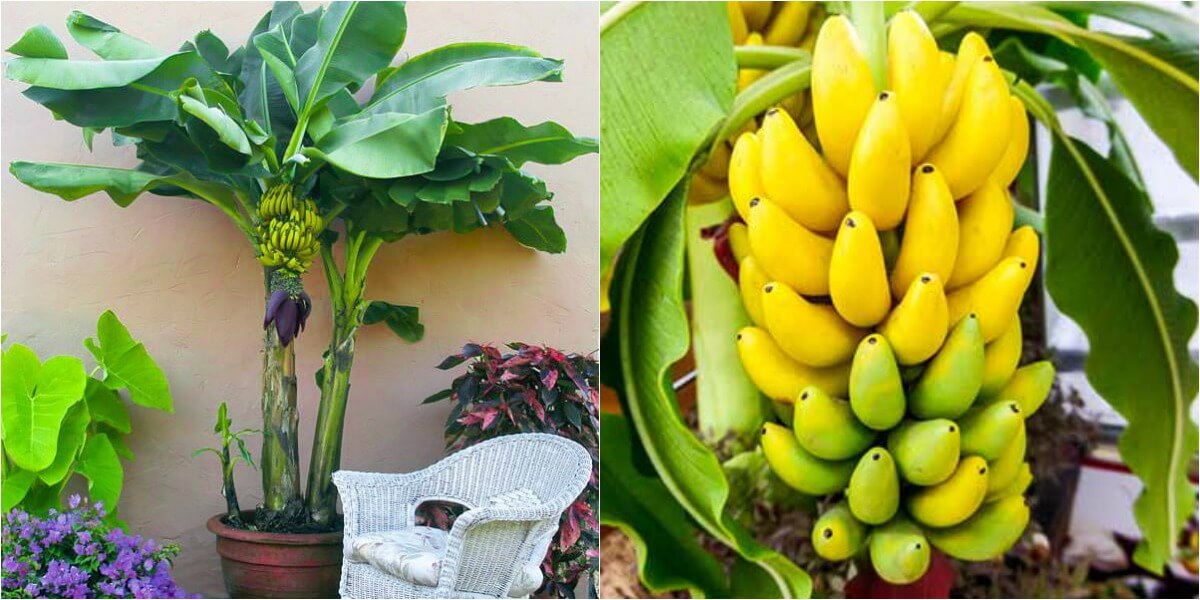 Cómo cuidar plátano en maceta