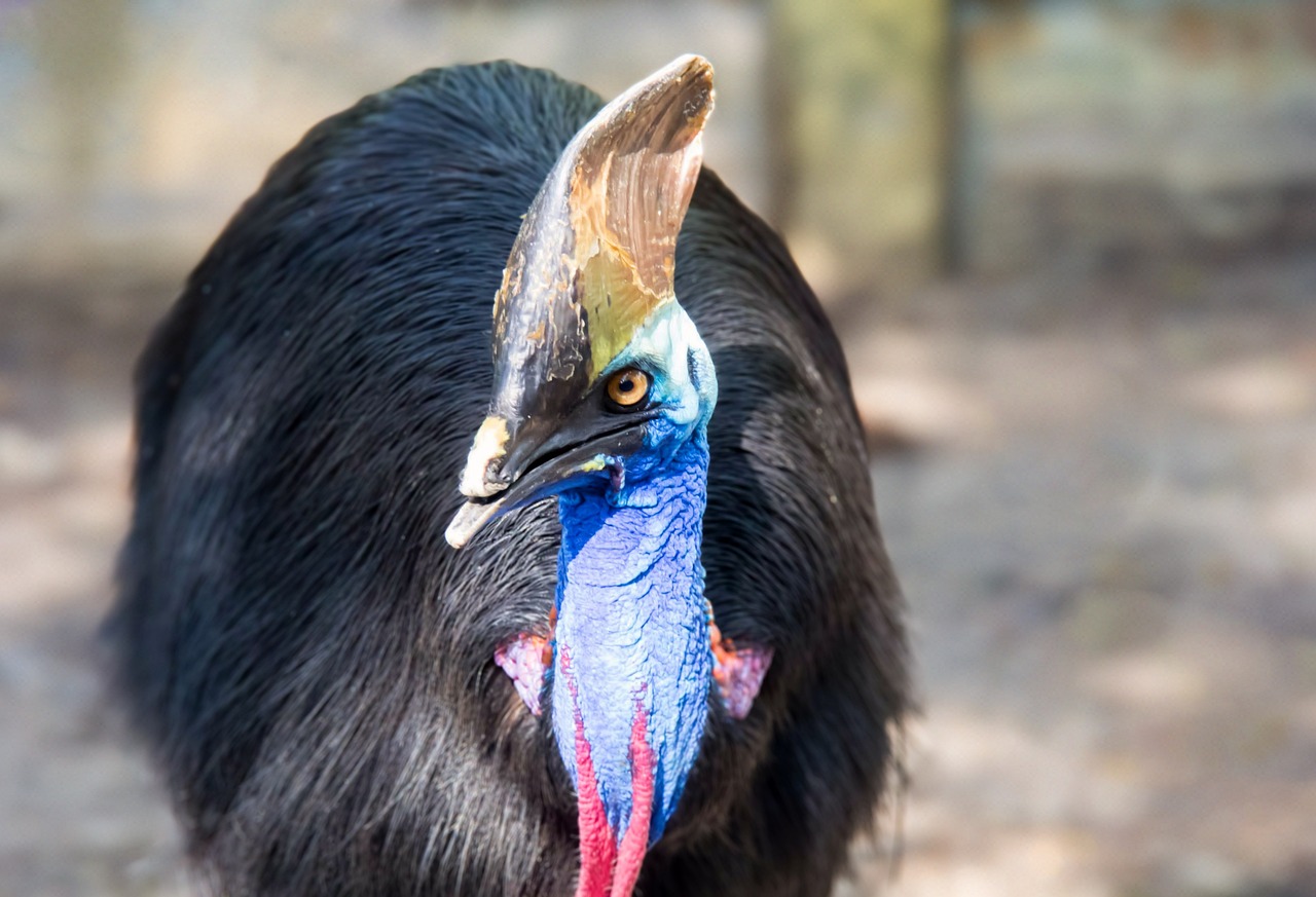 Las 10 aves  más peligrosas del mundo