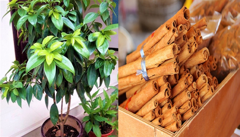 Cómo plantar un árbol de canela en maceta paso a paso