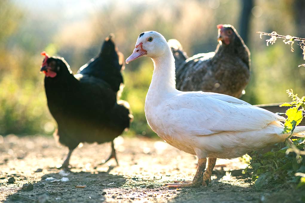 13 Razones Para Criar Patos En Vez De Gallinas En Casa