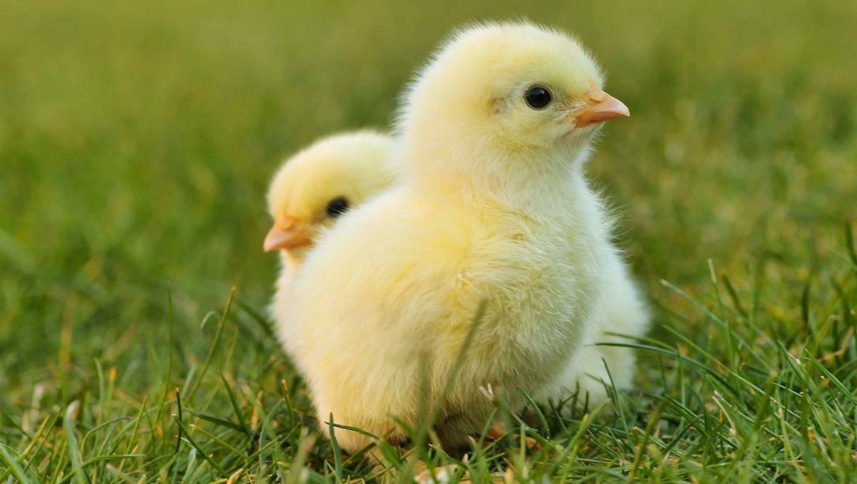 Como saber si un pollo es macho o hembra