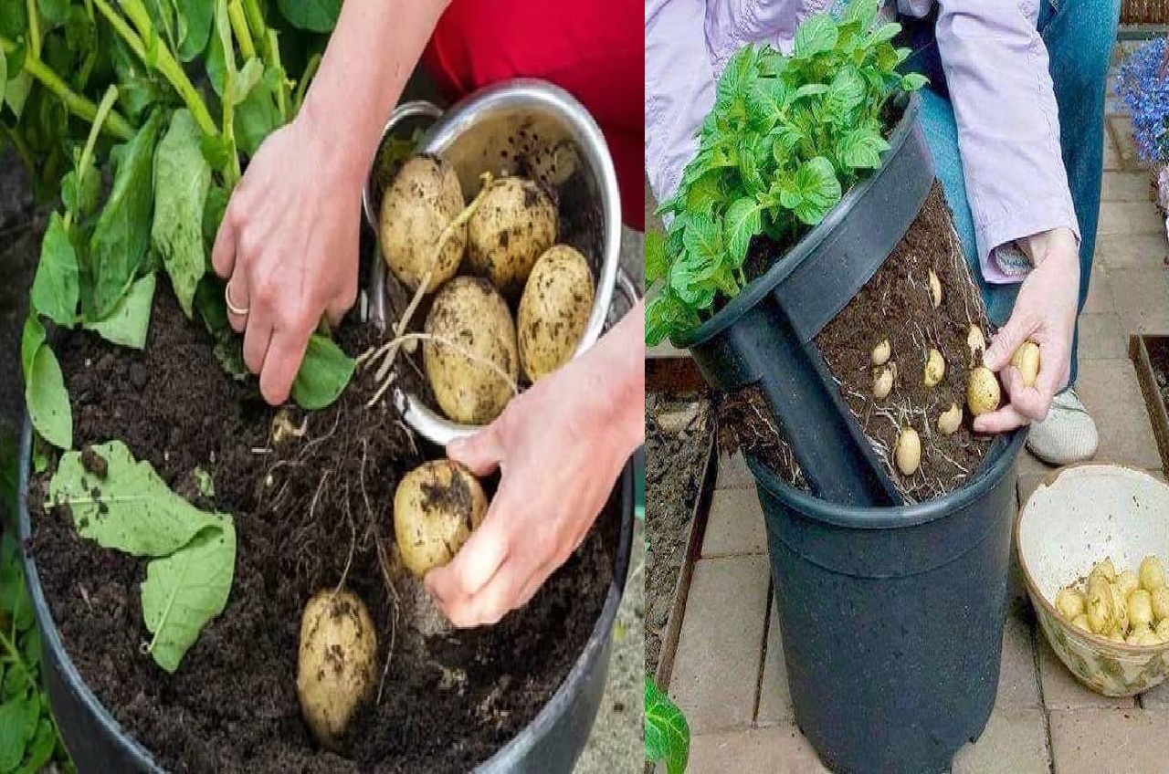 Cómo cultivar patatas en maceta de manera orgánica