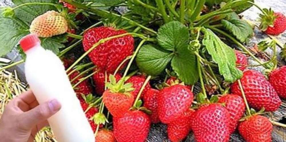 Usa este fertilizante natural para hacer crecer tus plantas exuberantes