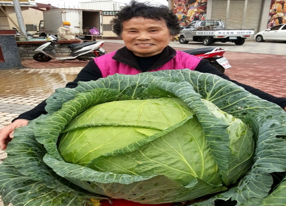 Cómo Cultivar Repollo