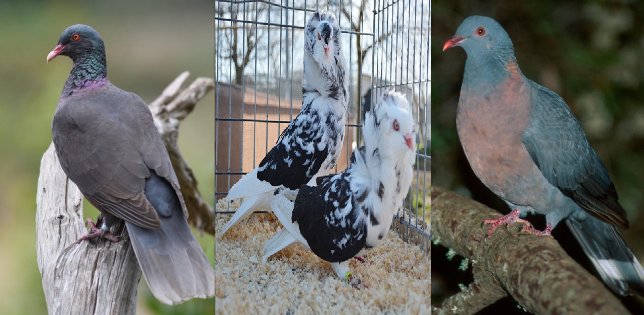 Los 3 tipos de palomas mas hermosas