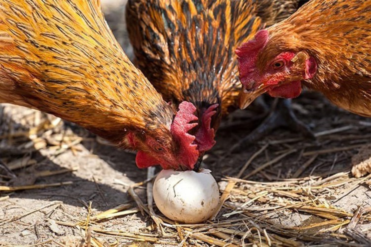 Que hacer para que tus las gallinas dejen de comer huevos