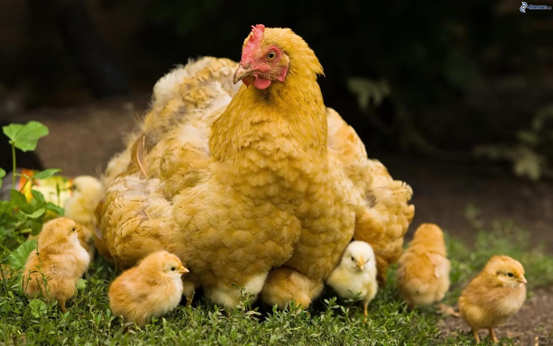 Secretos para una adopción exitosa de gallinas y pollitos