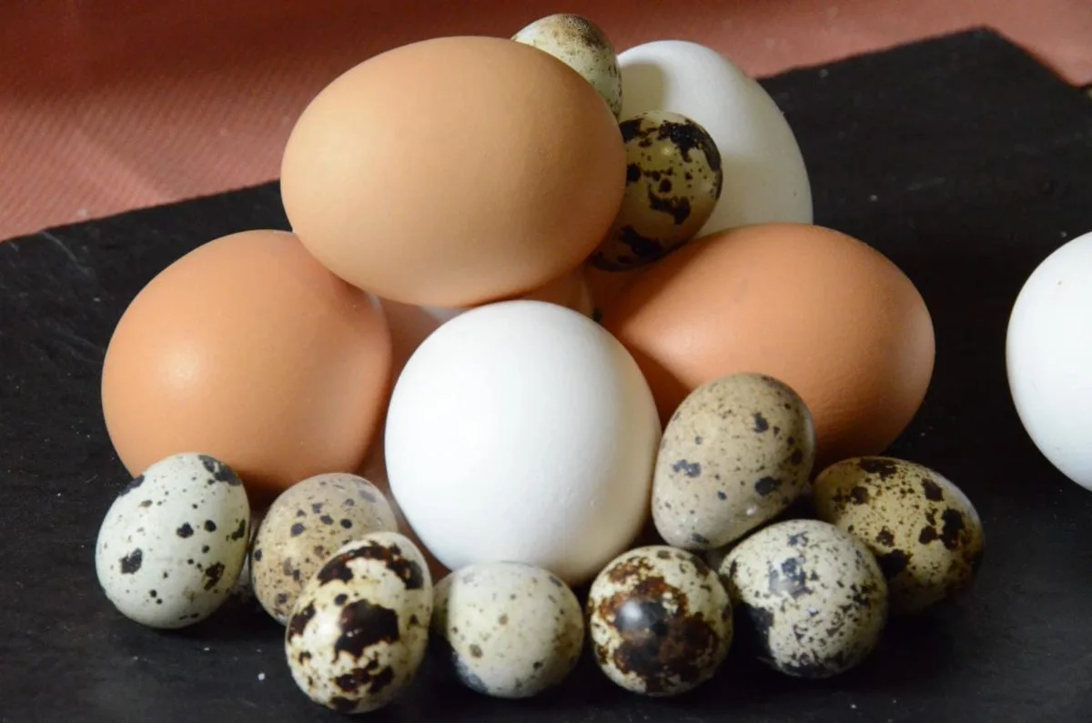Huevos de codorniz VS Huevos de gallinas