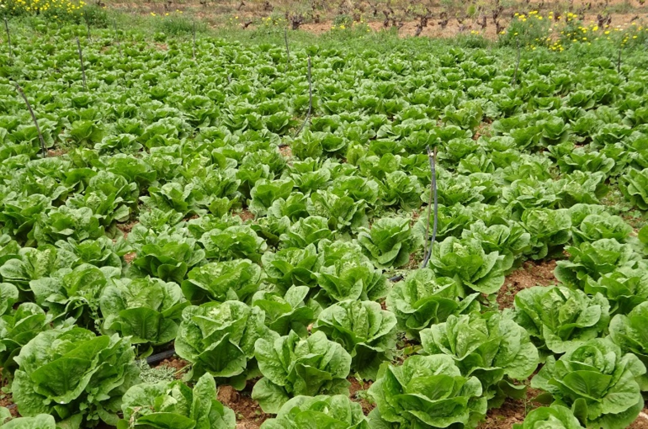 Como cultivar lechuga