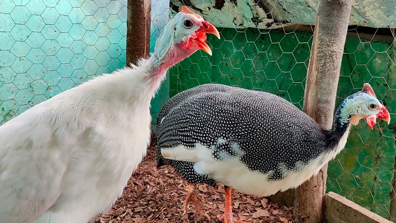 Pasos Fáciles Para Criar Gallinas De Guinea En Casa 