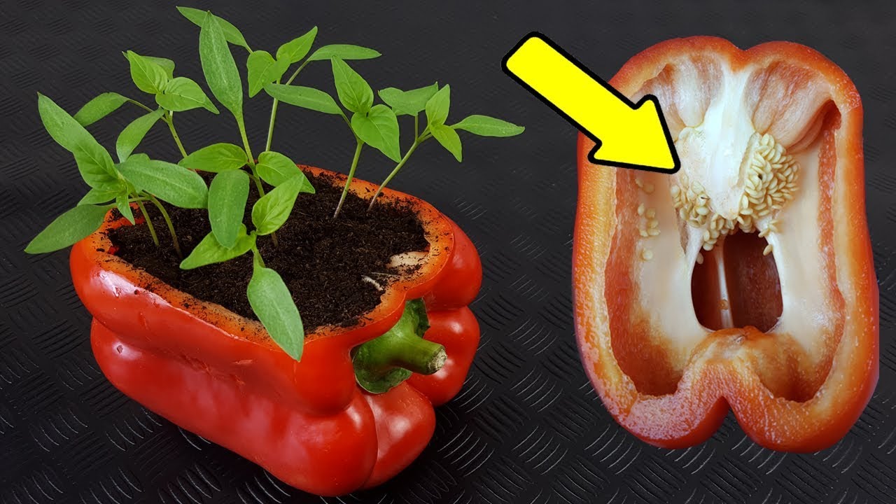 Cómo cultivar pimientos morrón