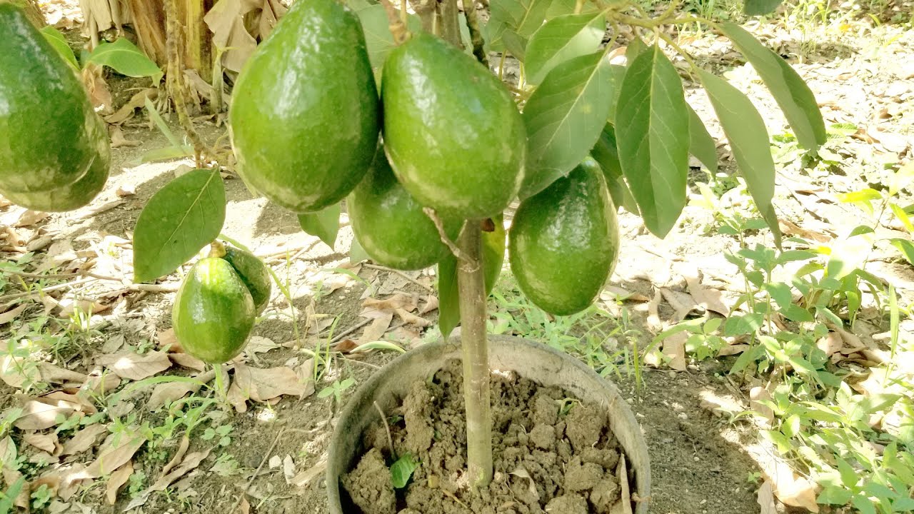 Cómo cultivar aguacates en casa (paso a paso)