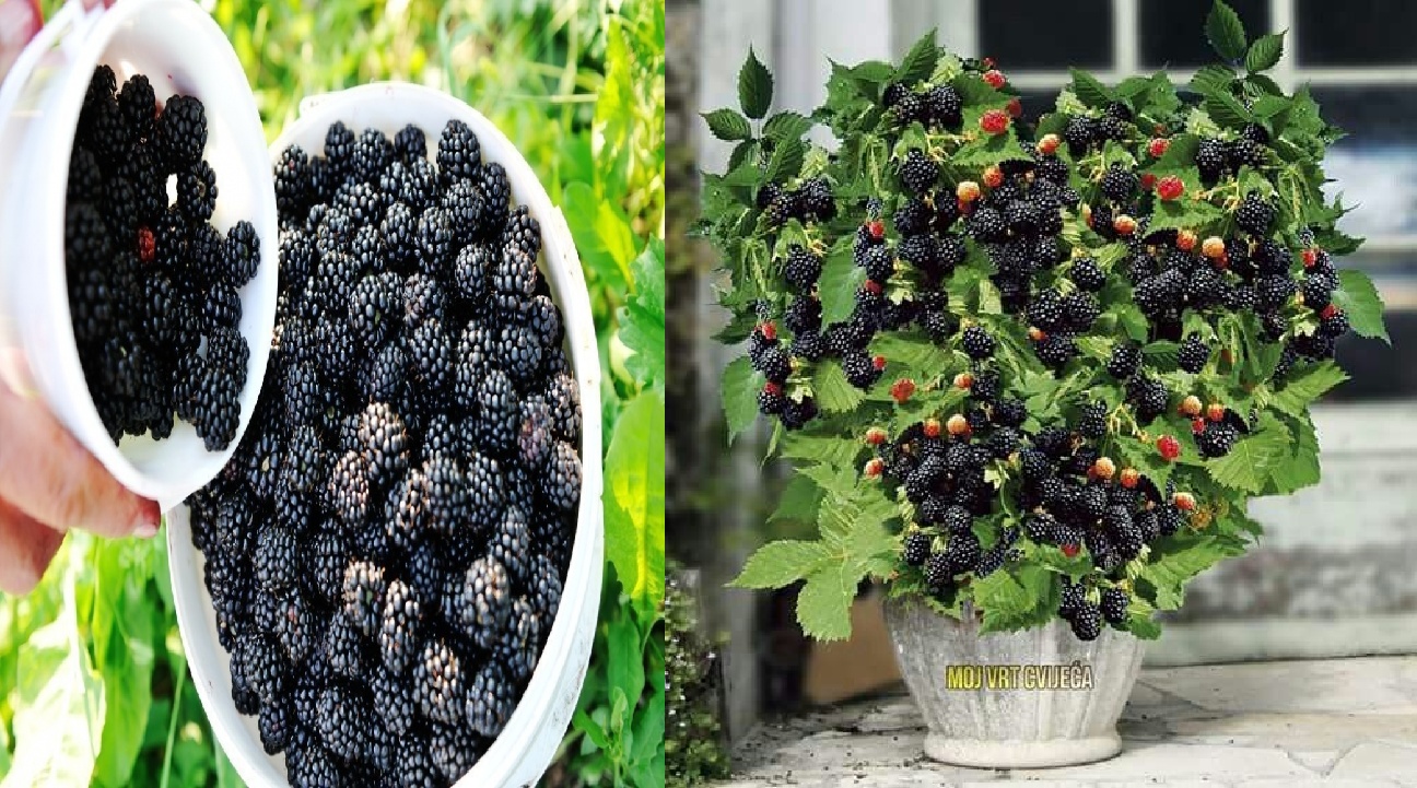 Cómo sembrar moras en una maceta