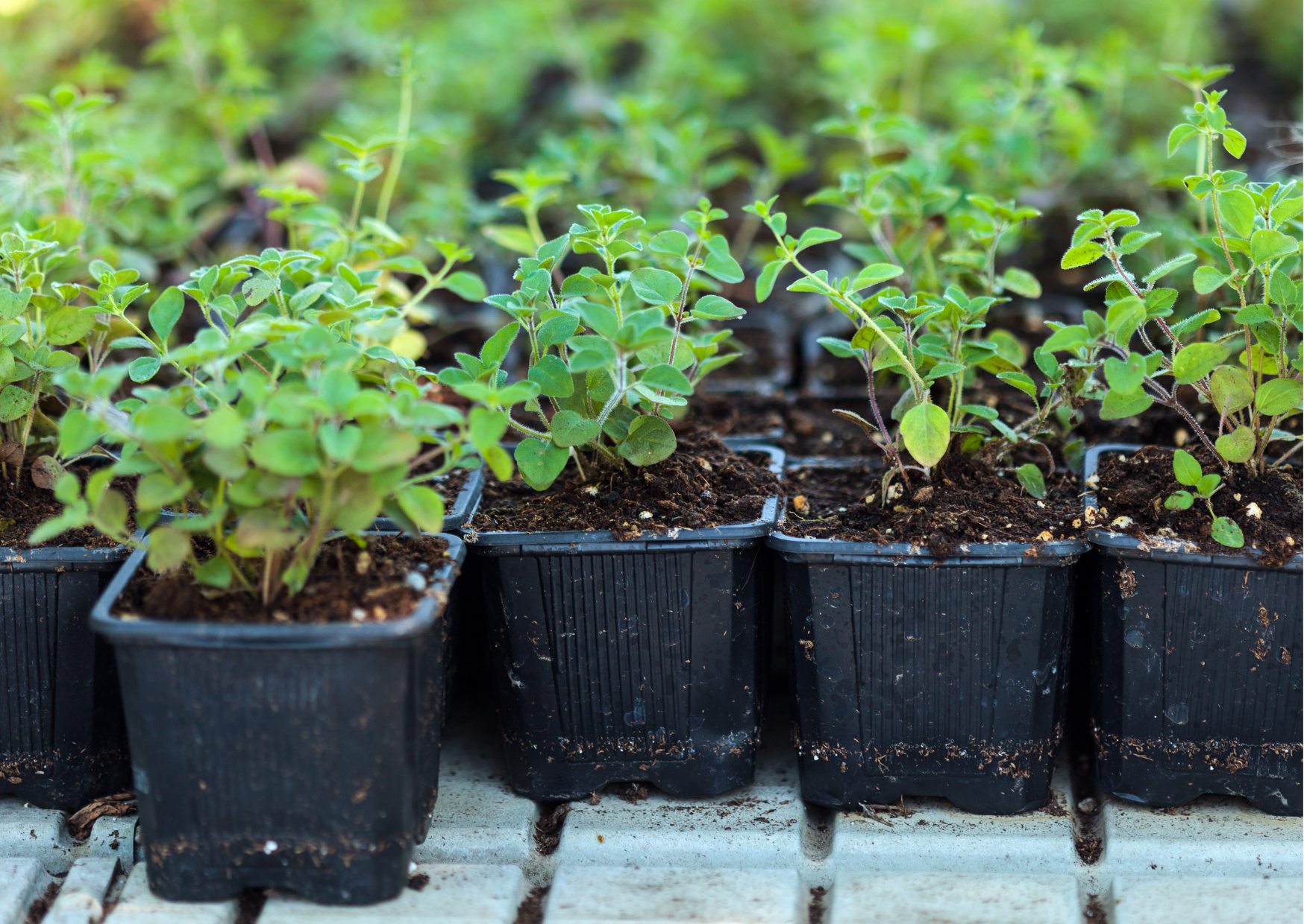 Como Cultivar Orégano